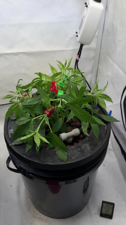 Royal Critical Automatic - RQS