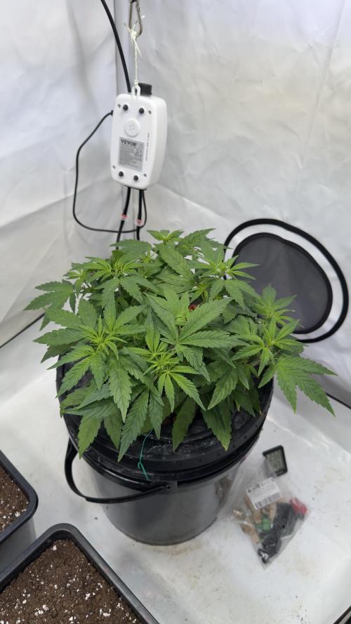 Royal Critical Automatic - RQS. Week 5