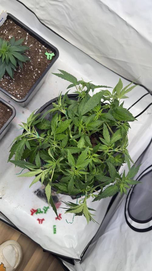 Royal Critical Automatic - RQS. Week 5