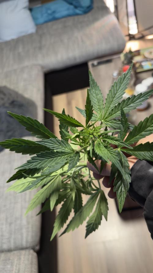 Royal Critical Automatic - RQS. Week 6 - Bruhh 😭 broke up these two 