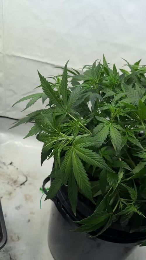 Royal Critical Automatic - RQS