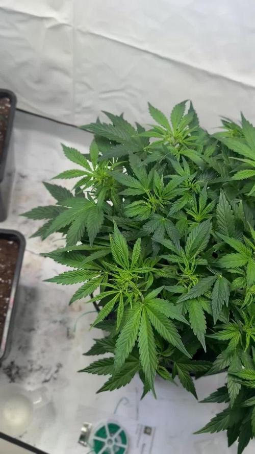 Royal Critical Automatic - RQS