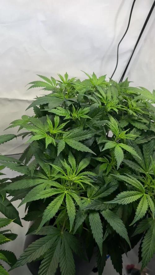 Royal Critical Automatic - RQS