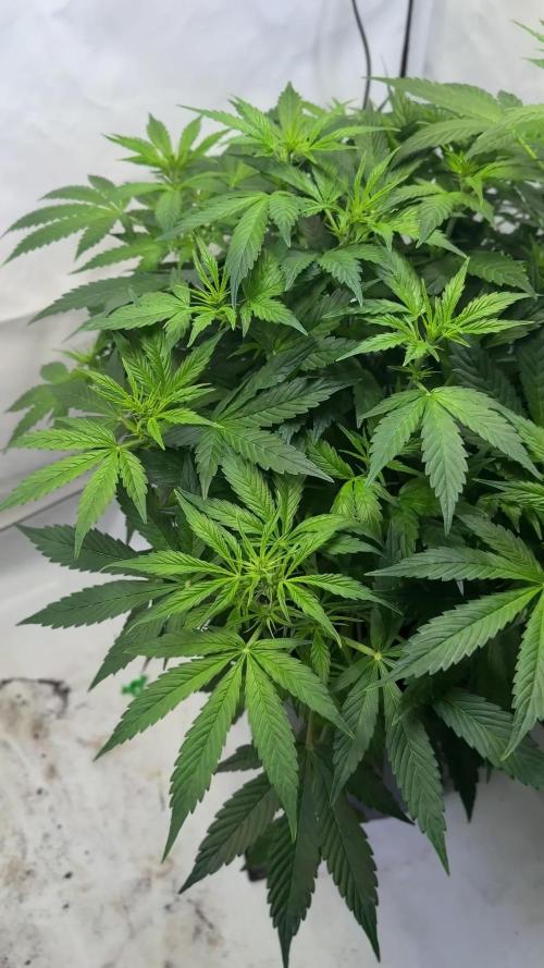 Royal Critical Automatic - RQS