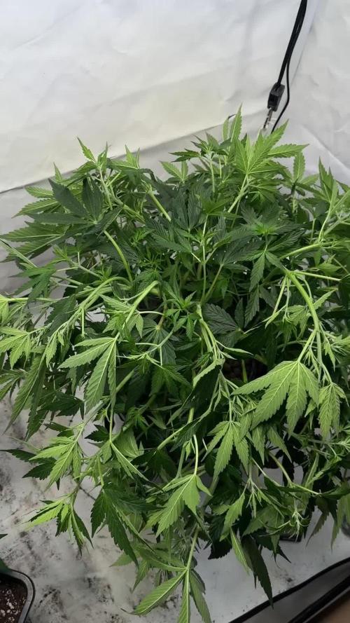 Royal Critical Automatic - RQS
