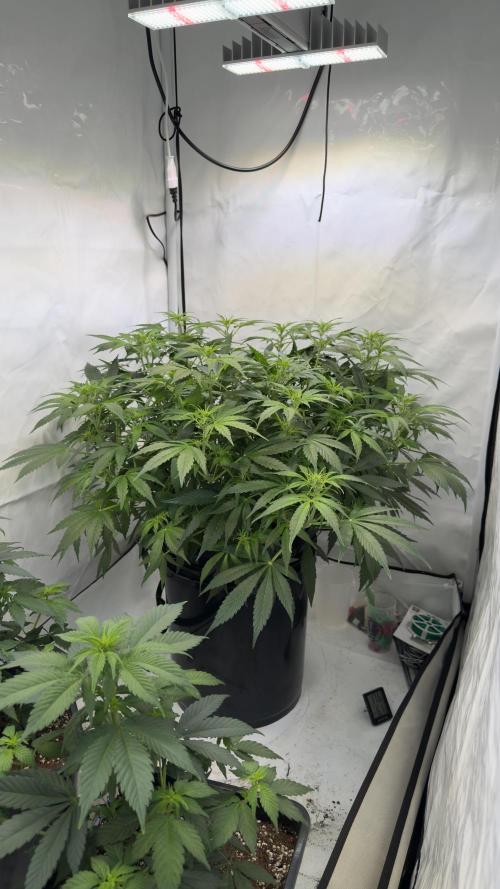 Royal Critical Automatic - RQS. Week 8