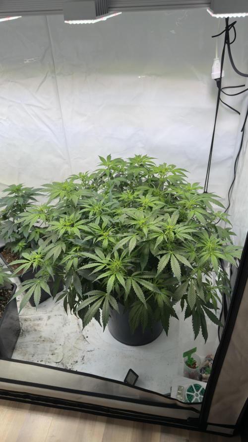 Royal Critical Automatic - RQS. Week 8