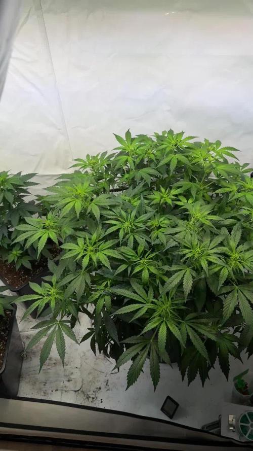 Royal Critical Automatic - RQS