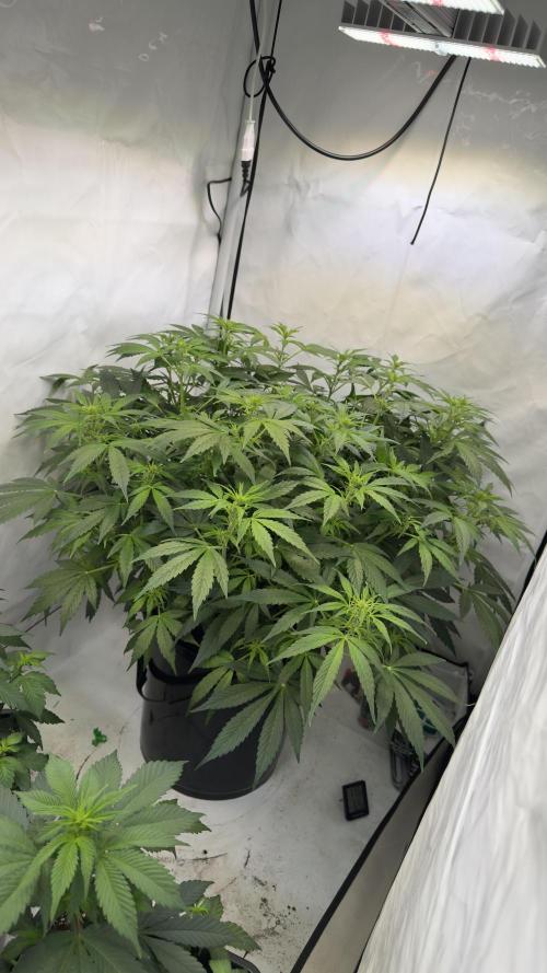 Royal Critical Automatic - RQS. Week 8