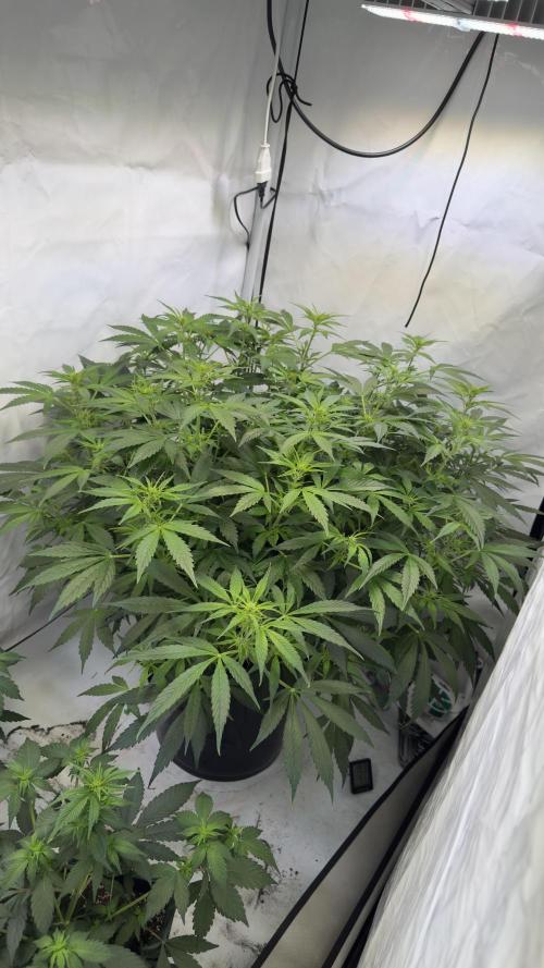 Royal Critical Automatic - RQS. Week 8