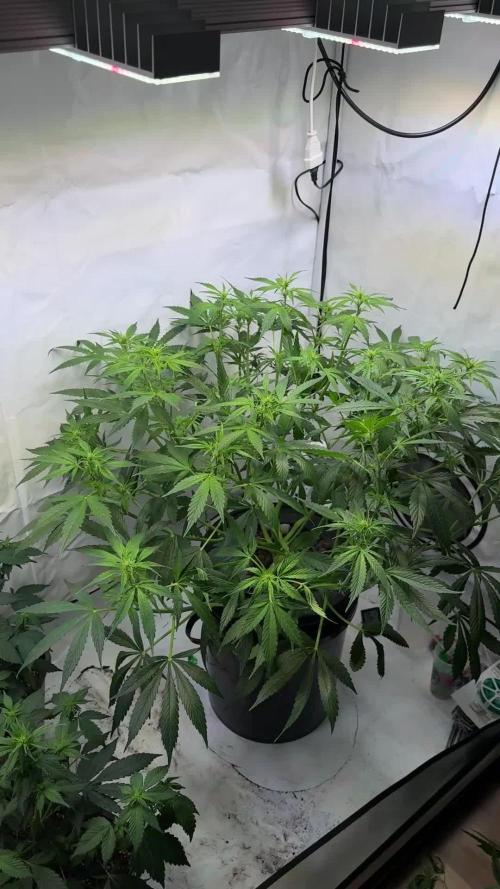 Royal Critical Automatic - RQS