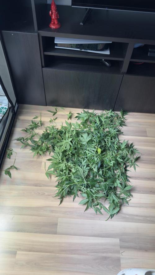 Royal Critical Automatic. Week 9
