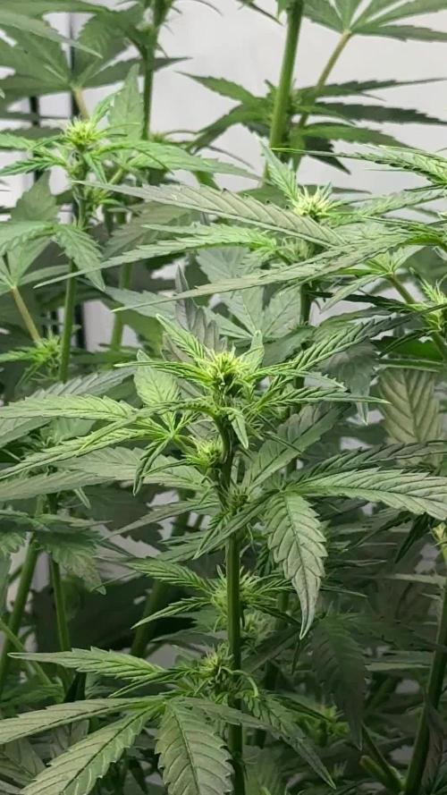 Royal Critical Automatic - RQS