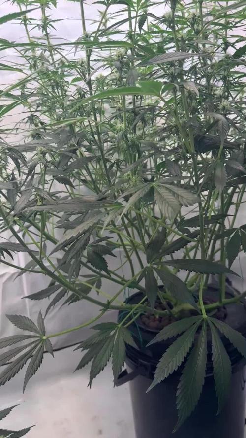 Royal Critical Automatic - RQS