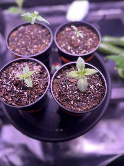 1/16/26. Week 2 - Moved one from hydro to bud trainer/soil today. 