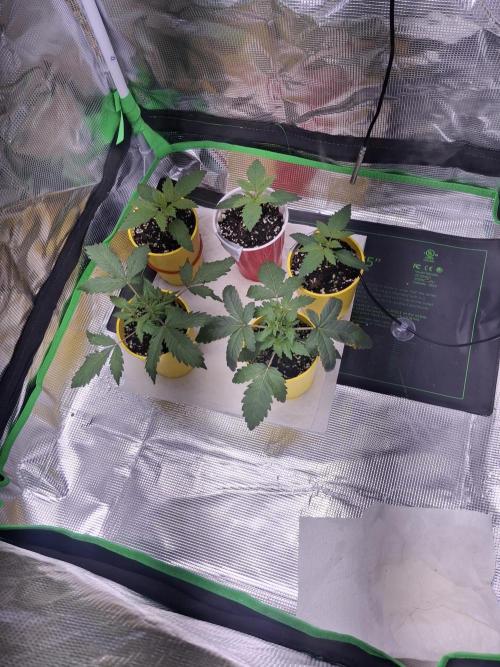 Thin Mint Kiwi Auto. Week 2 - The 2 biggest r the Thin Mints. Kp2000 lots of Blue thru to week 4.