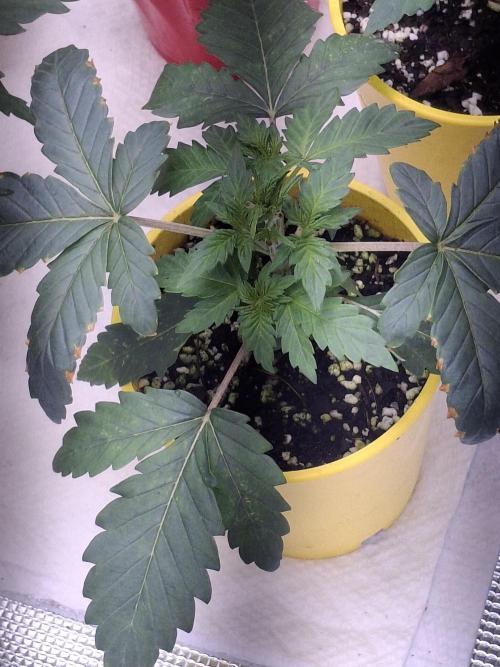 Thin Mint Kiwi Auto. Week 2
