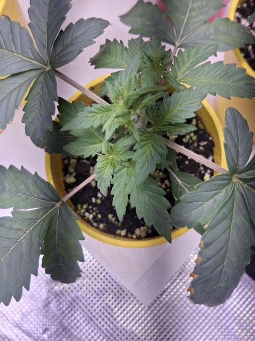 Thin Mint Kiwi Auto. Week 2
