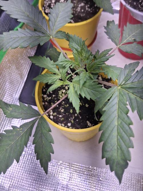 Thin Mint Kiwi Auto. Week 2