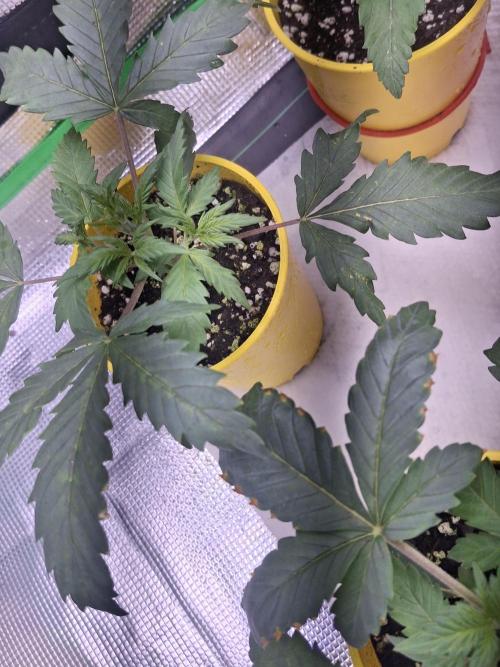 Thin Mint Kiwi Auto. Week 2