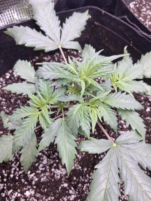 Thin Mint Kiwi Auto. Week 3