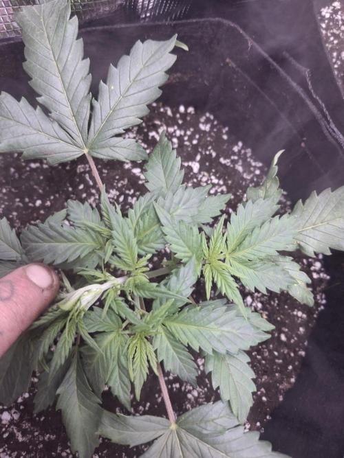 Thin Mint Kiwi Auto. Week 3