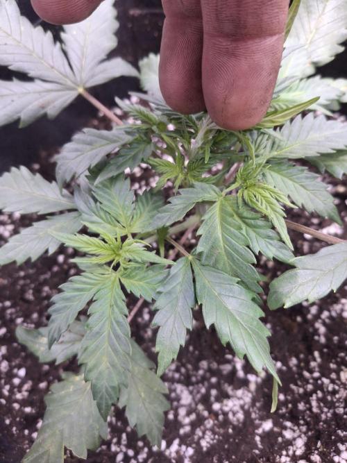 Thin Mint Kiwi Auto. Week 3