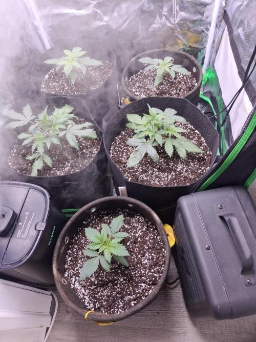 Thin Mint Kiwi Auto. Week 3 - The 2 Big ones