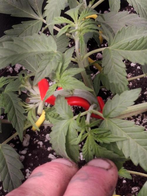 Thin Mint Kiwi Auto. Week 4
