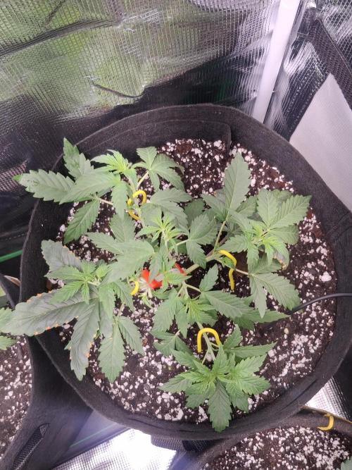 Thin Mint Kiwi Auto. Week 4
