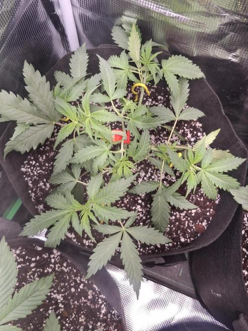 Thin Mint Kiwi Auto. Week 4