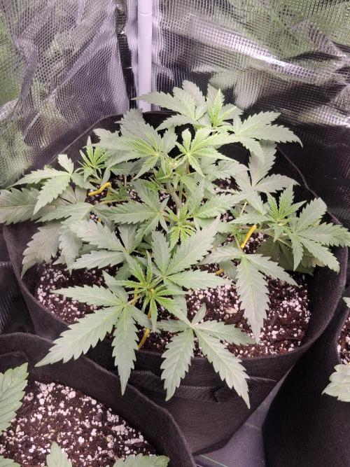 Thin Mint Kiwi Auto. Week 4
