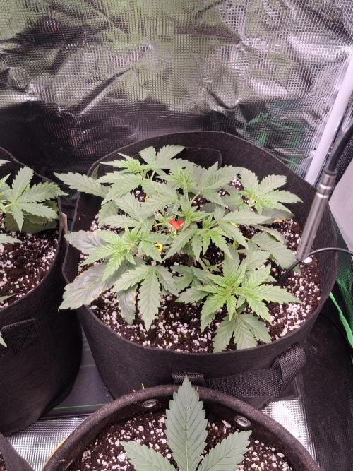 Thin Mint Kiwi Auto. Week 4
