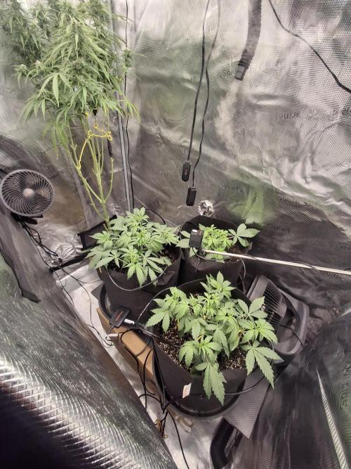 Thin Mint Kiwi Auto. Week 4
