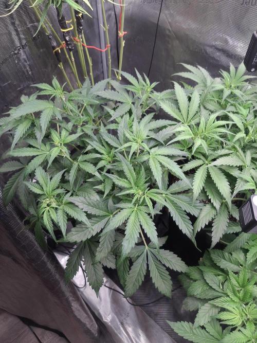 Thin Mint Kiwi Auto. Week 5