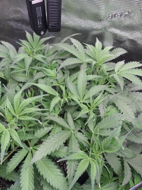 Thin Mint Kiwi Auto. Week 5
