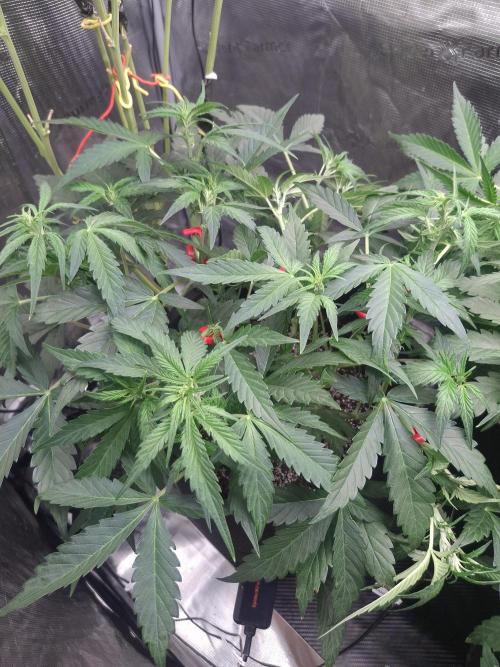 Thin Mint Kiwi Auto. Week 5