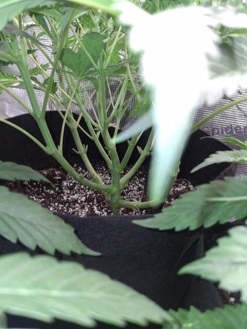 Thin Mint Kiwi Auto. Week 5