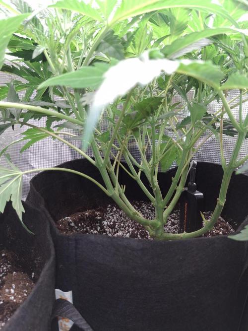 Thin Mint Kiwi Auto. Week 5