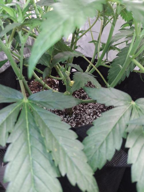 Thin Mint Kiwi Auto. Week 5