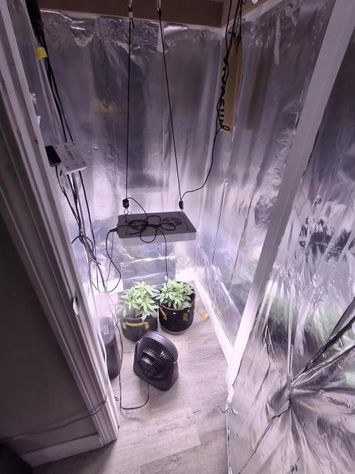 Thin Mint Kiwi Auto. Week 5