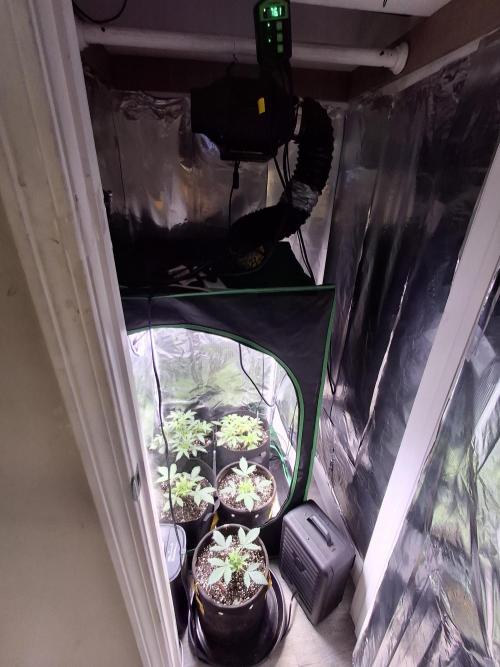 Thin Mint Kiwi Auto. Week 5