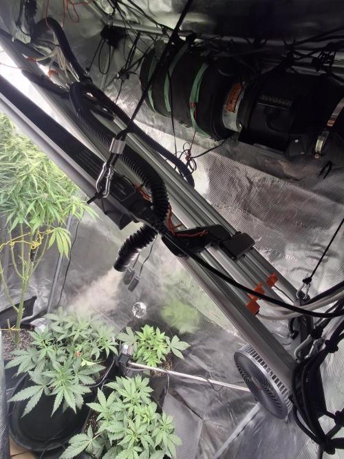 Thin Mint Kiwi Auto. Week 5