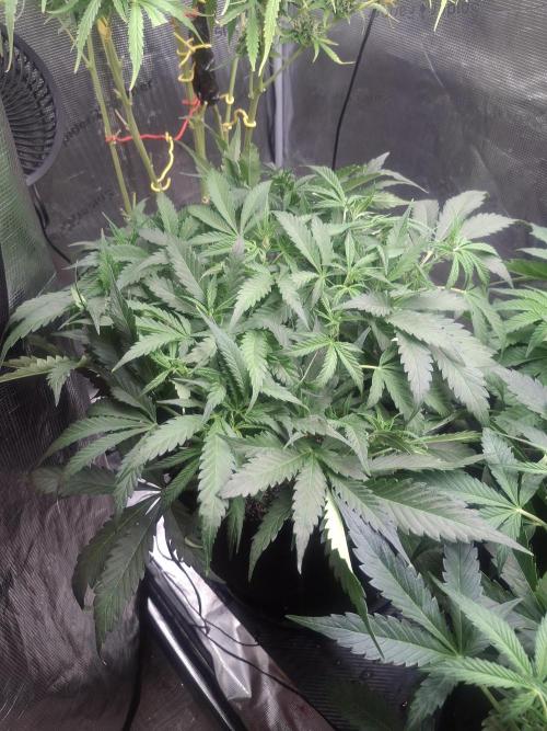 Thin Mint Kiwi Auto. Week 6