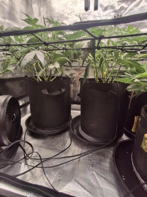 Thin Mint Kiwi Auto. Week 6