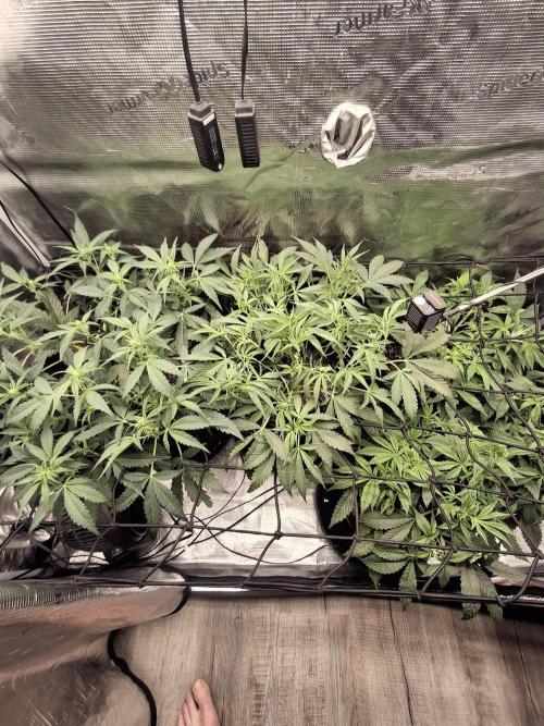 Thin Mint Kiwi Auto. Week 6