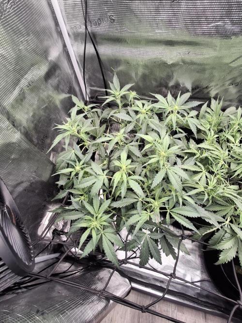 Thin Mint Kiwi Auto. Week 6