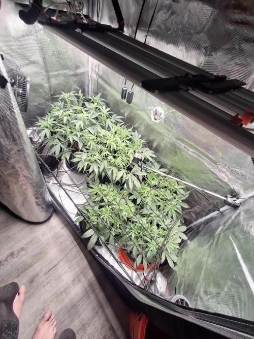 Thin Mint Kiwi Auto. Week 6