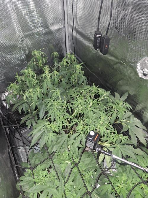Thin Mint Kiwi Auto. Week 6