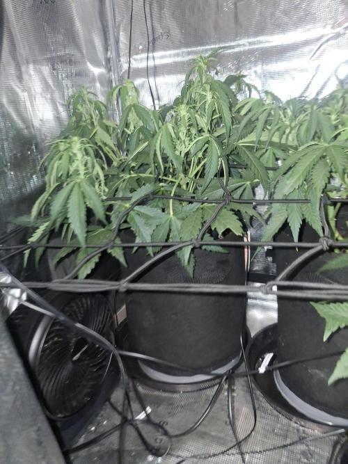 Thin Mint Kiwi Auto. Week 6